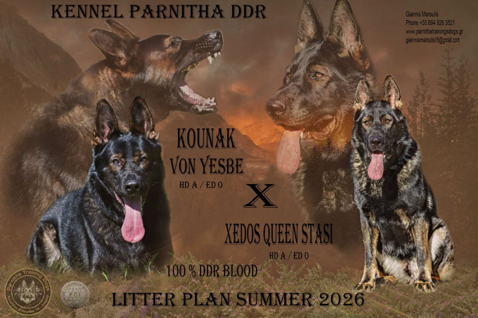 Kennel Parnitha DDR - Kounak Von Yesbe x Xedos Queen Stasi - Litter Plan Summer 2026