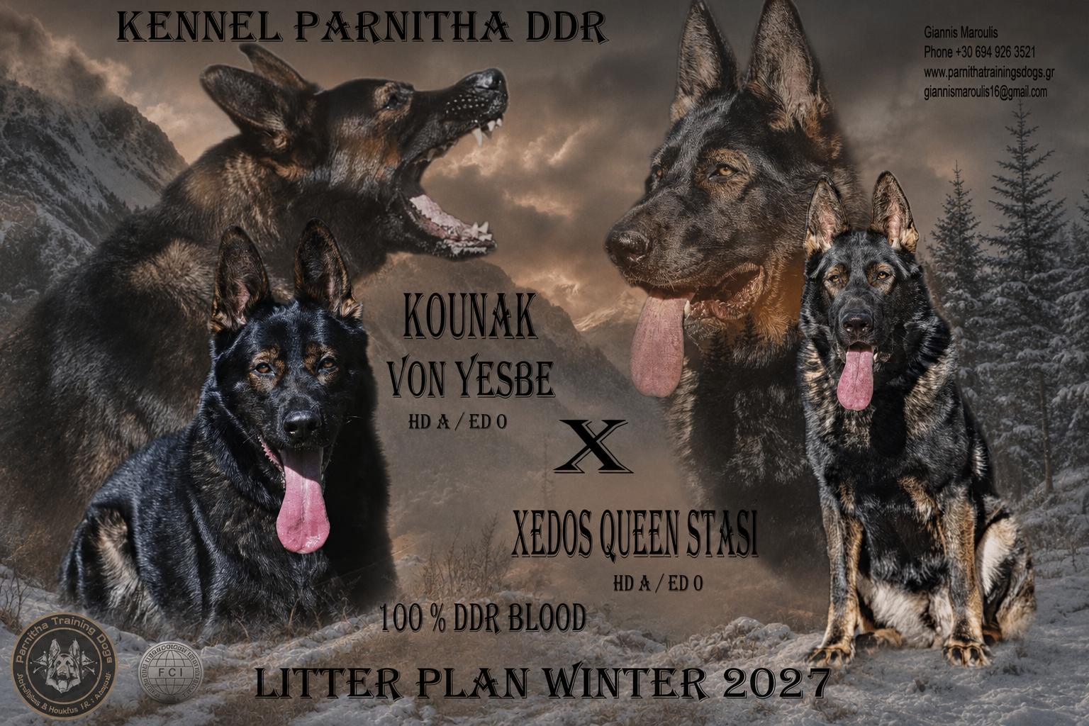 Kennel Parnitha DDR - Kounak Von Yesbe x Xedos Queen Stasi - Litter Plan Winter 2027